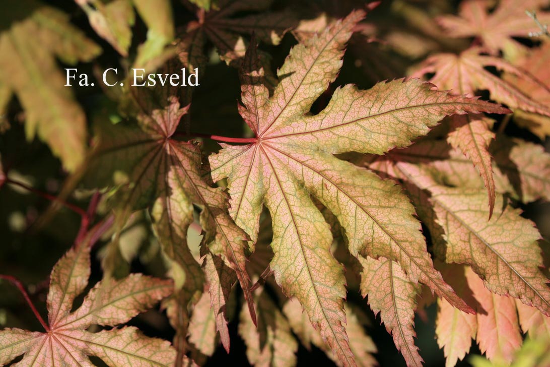 Acer palmatum 'Amber Ghost'