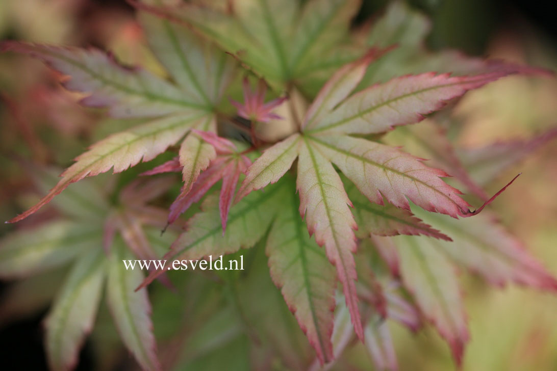 Acer palmatum 'Beni otome'