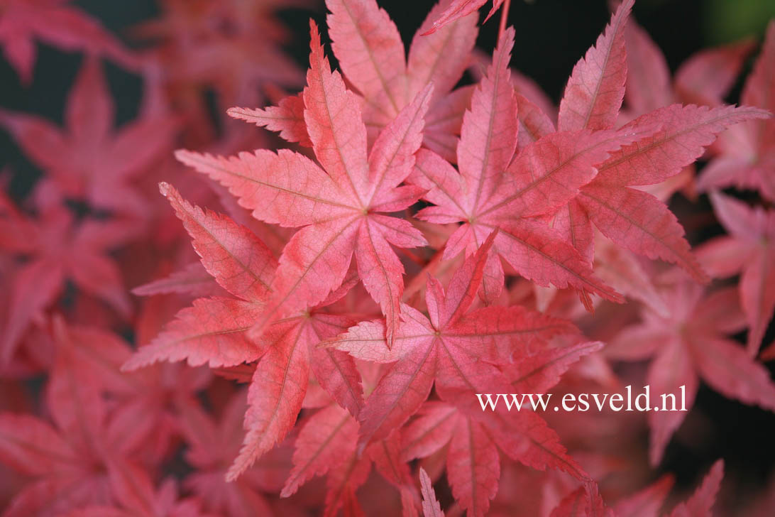 Acer palmatum 'Nishiki no murasaki'