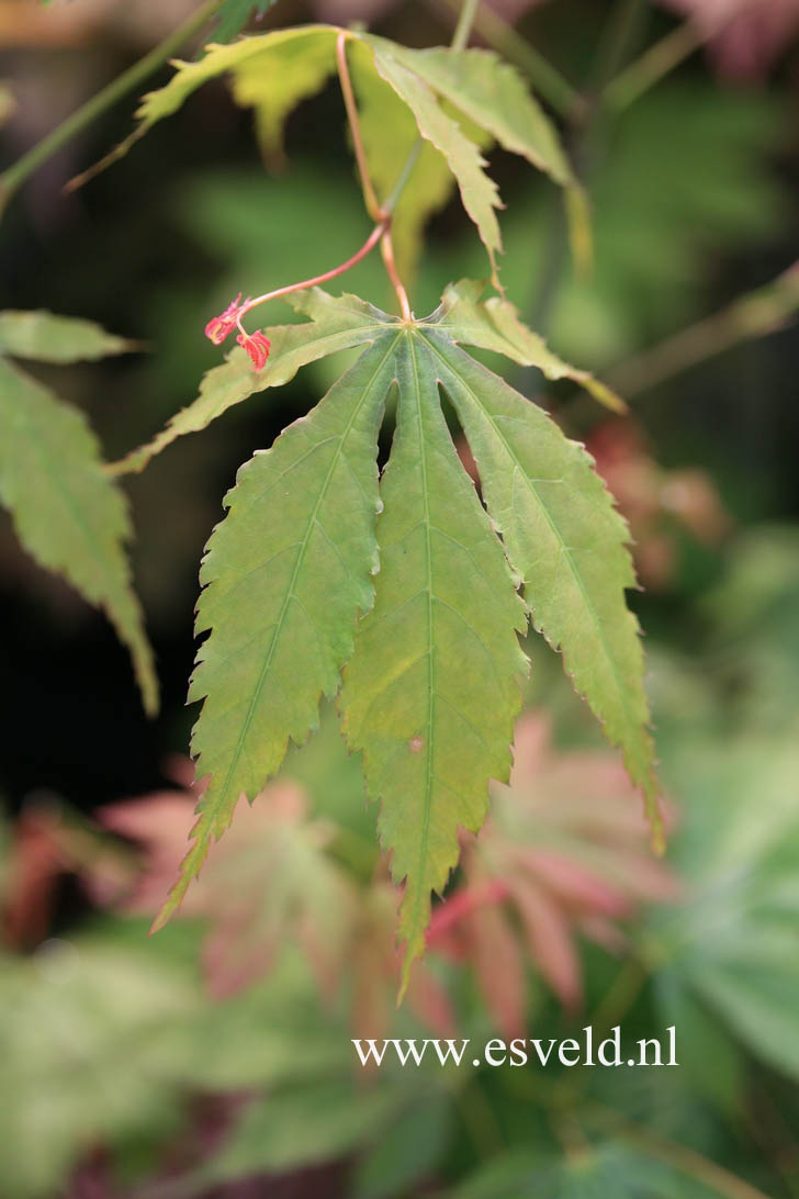 Acer palmatum 'Fukuya'