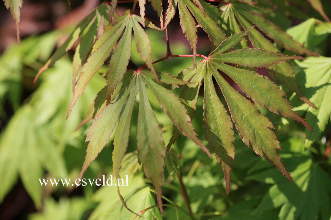 Acer palmatum 'Kenzan'