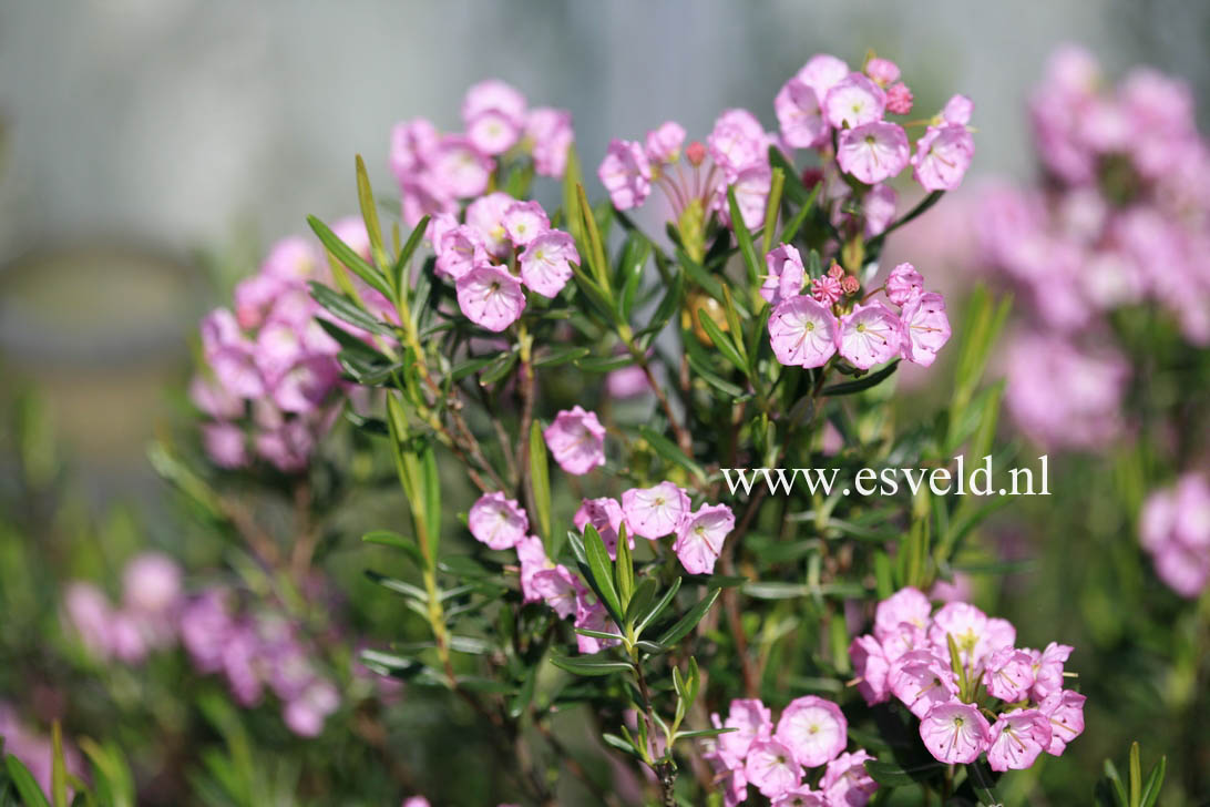 Kalmia polifolia