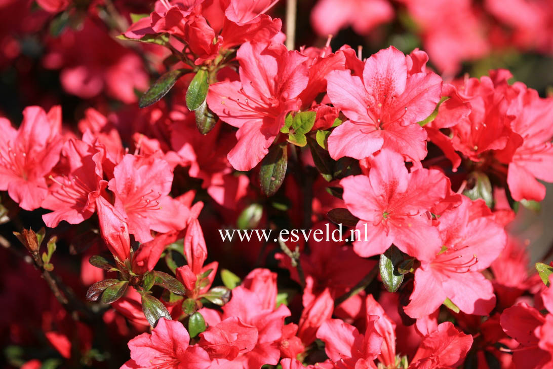 Azalea 'Excelsior'