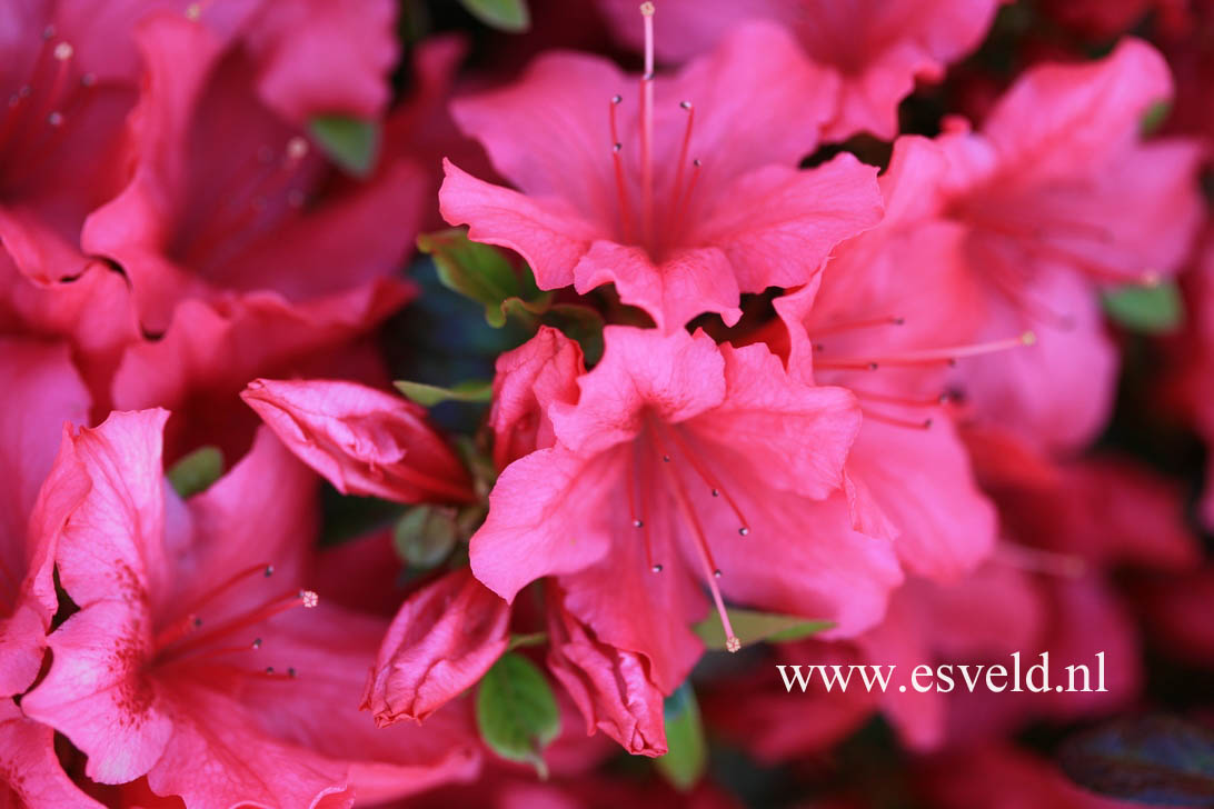 Azalea 'Excelsior'