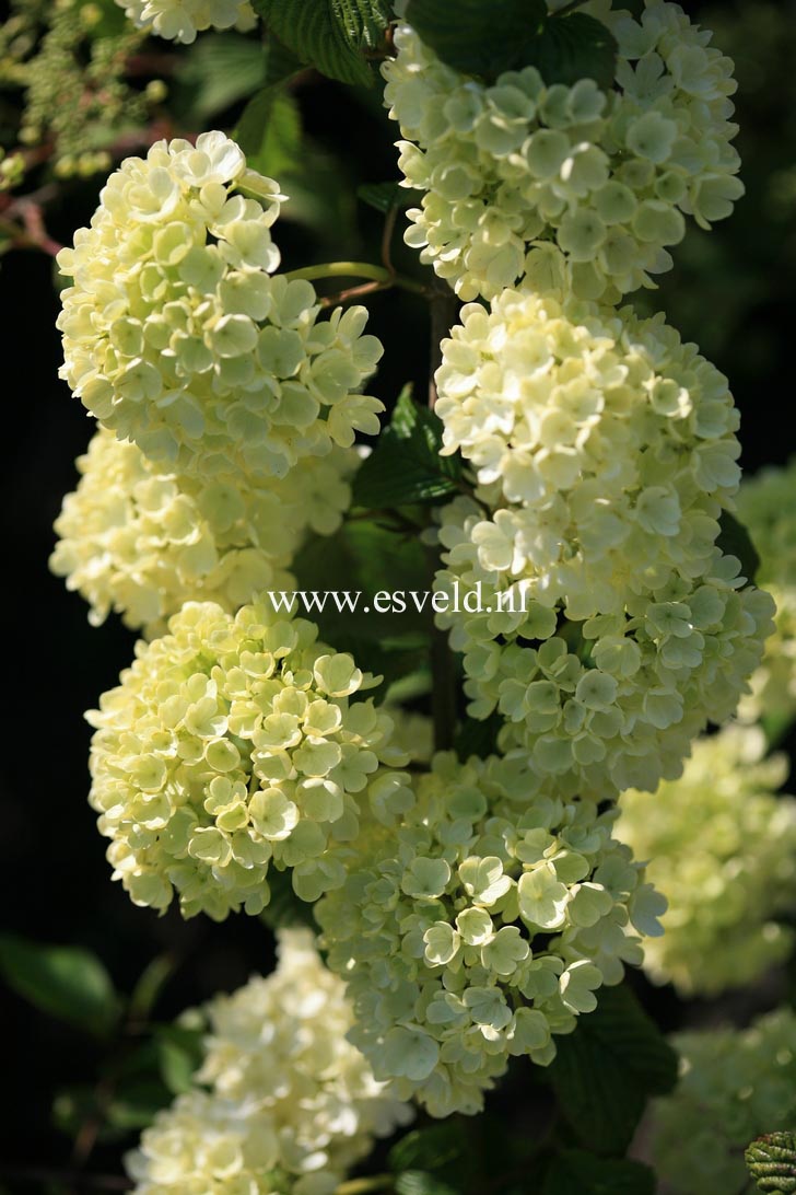 Viburnum plicatum 'Triumph'