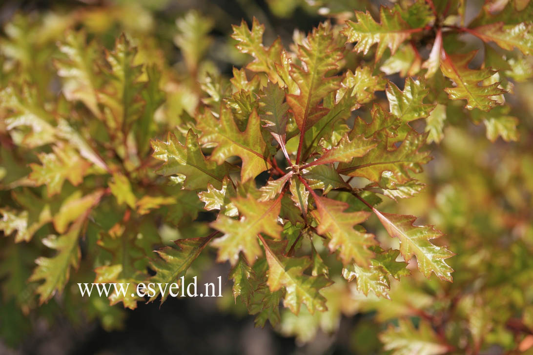 Quercus palustris 'Green Dwarf'