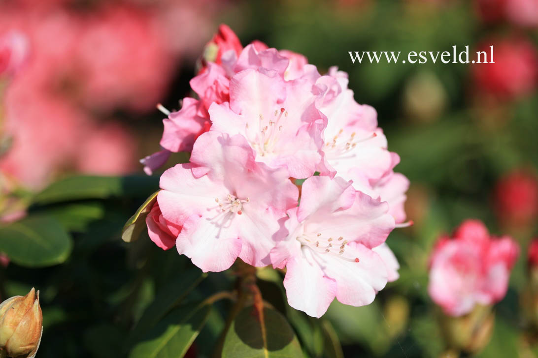 Rhododendron 'Papageno'