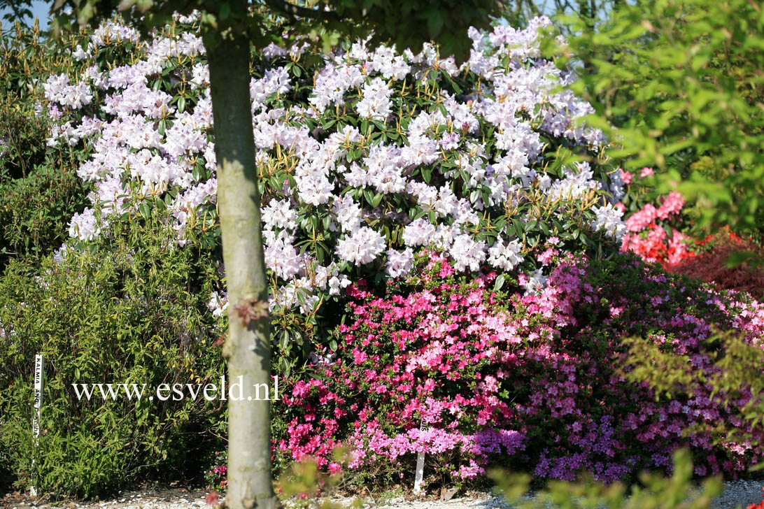 Rhododendron annae