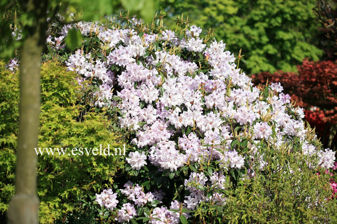 Rhododendron annae