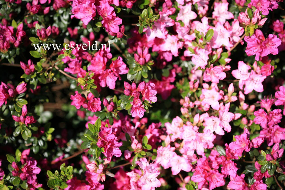 Azalea 'Haruko'