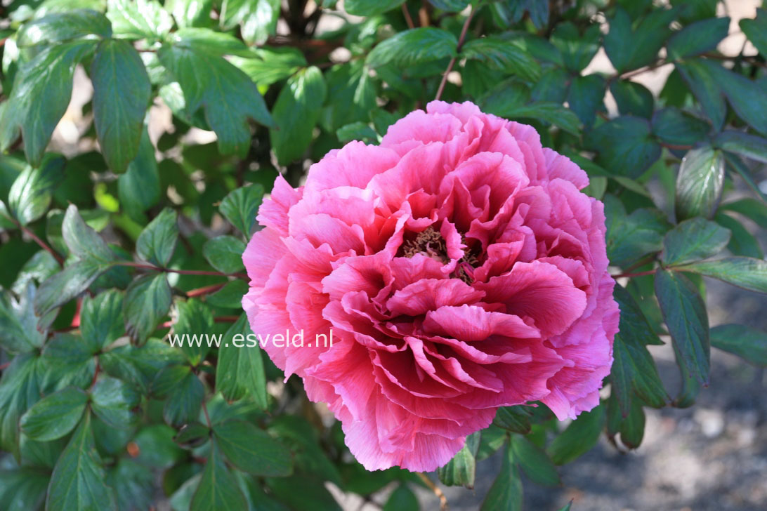 Paeonia suffruticosa 'Houki'