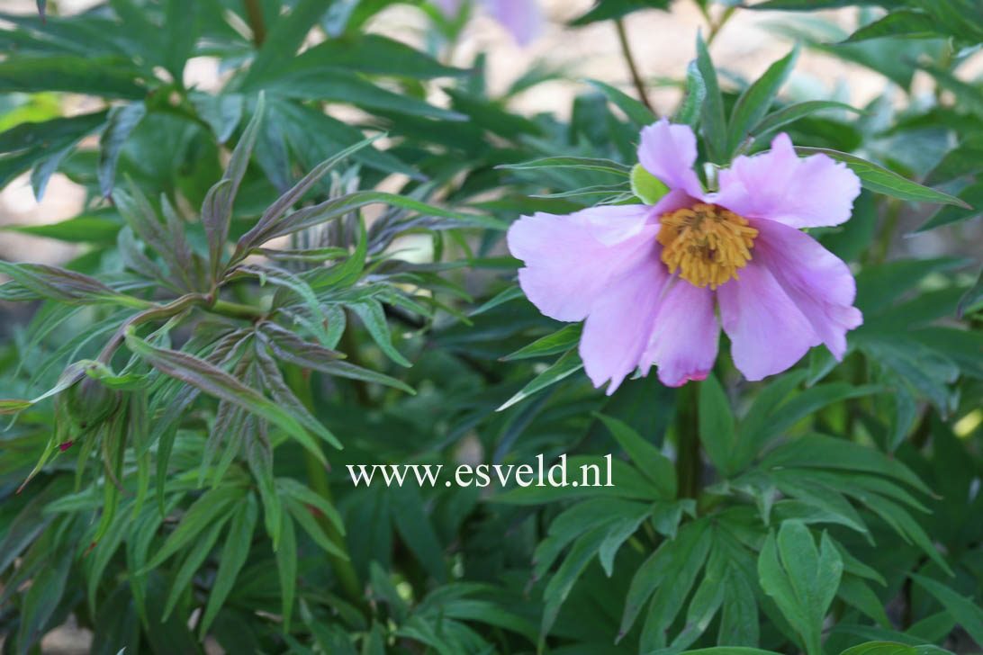 Paeonia veitchii var. woodwardii