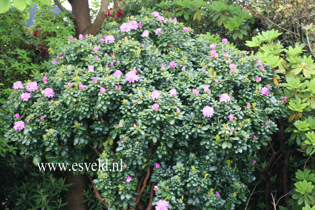 Rhododendron ponticum 'Imbricatum'