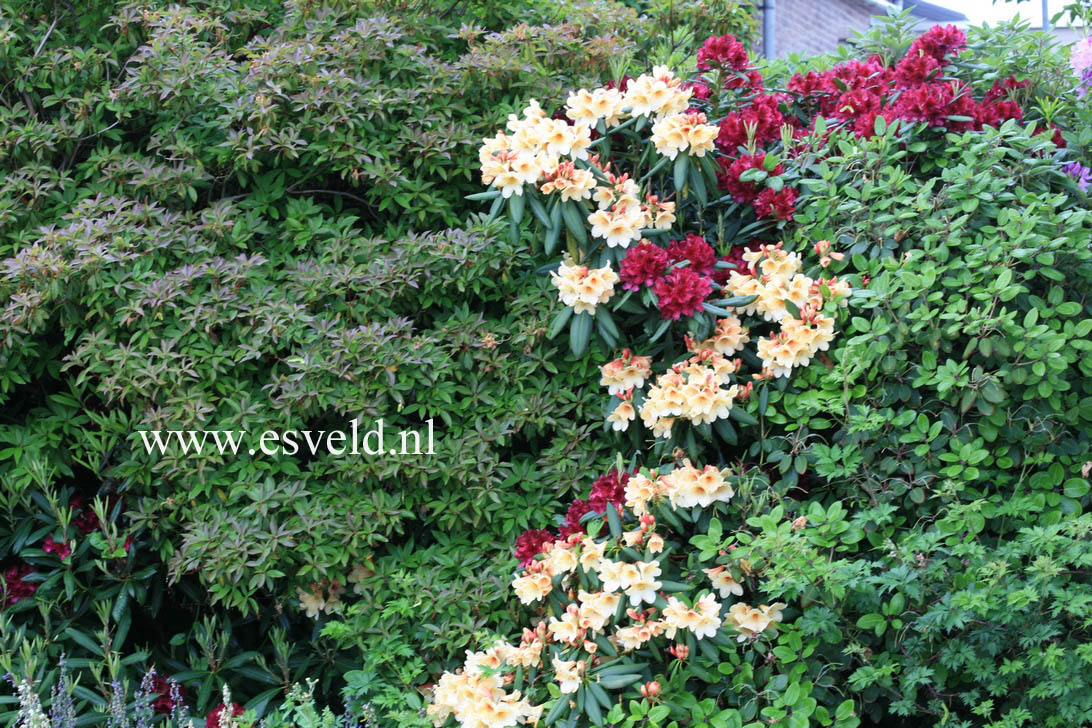 Rhododendron 'Viscy'