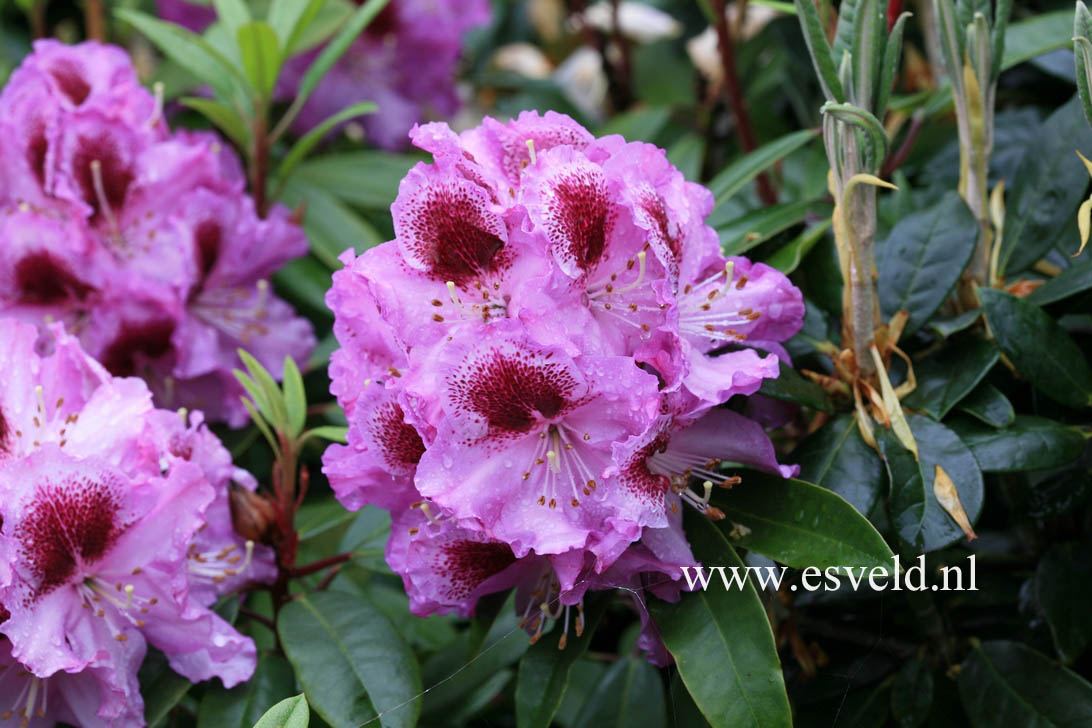 Rhododendron 'Holdrio'