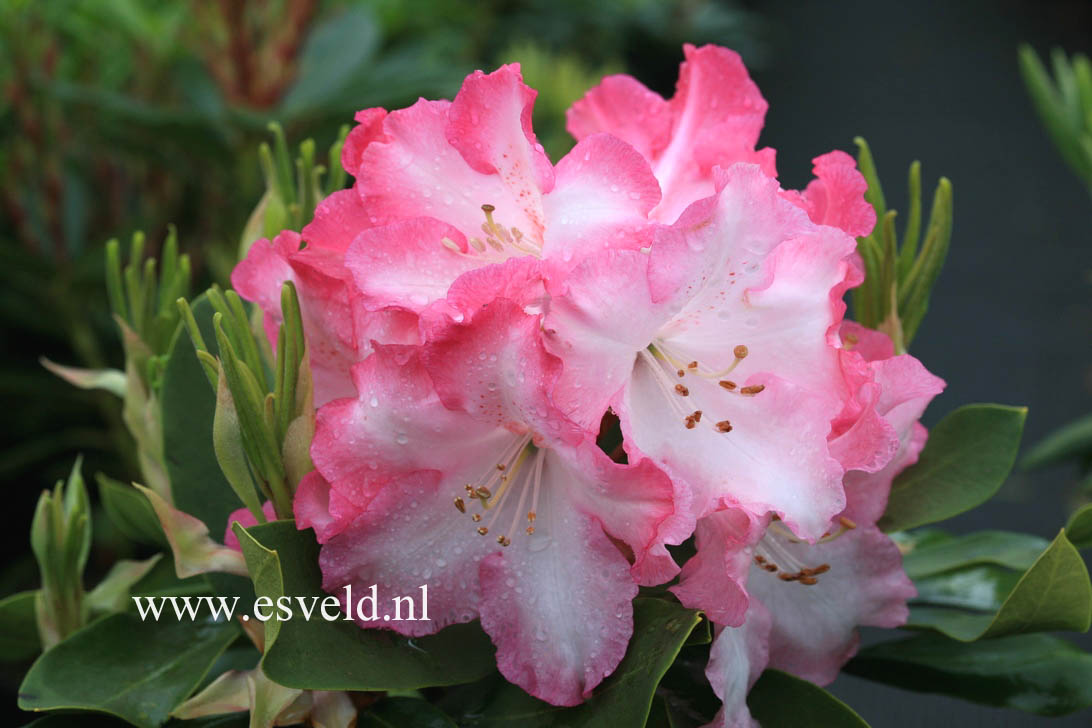 Rhododendron 'Lem's Monarch'