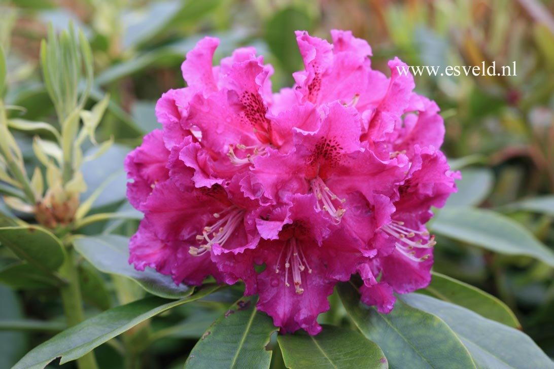 Rhododendron 'Lilofee'