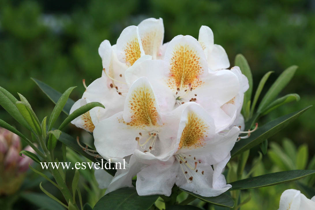 Rhododendron 'Mrs. Anthony Waterer'