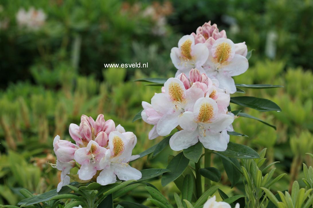 Rhododendron 'Mrs. Anthony Waterer'