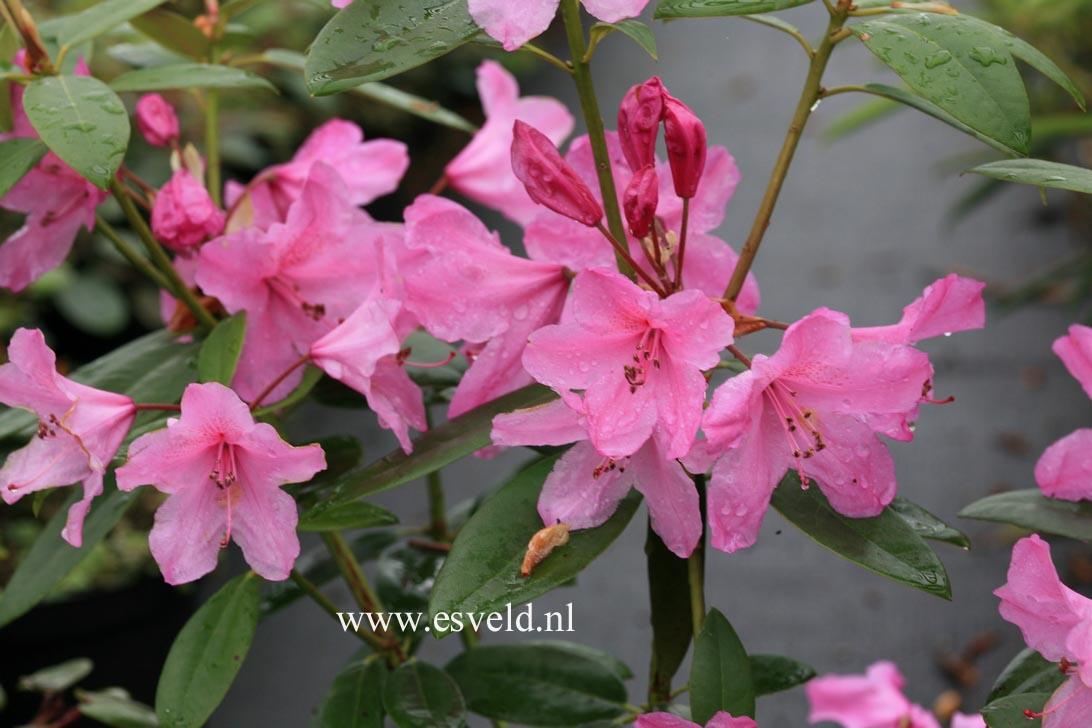 Rhododendron 'Jocking'