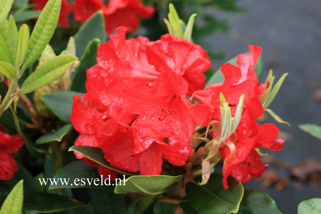 Rhododendron 'Vulcan'