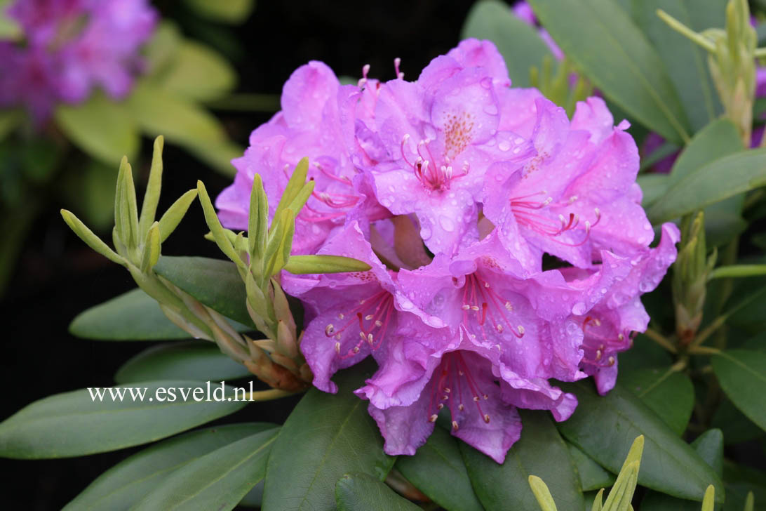 Rhododendron 'Catawbiense Grandiflorum'