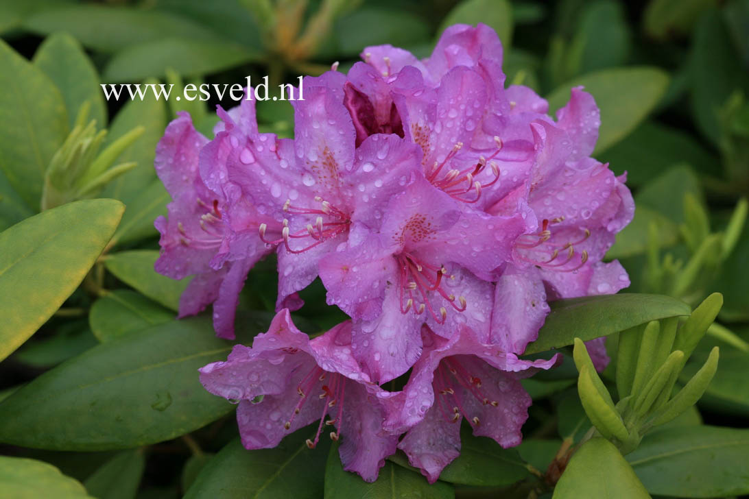 Rhododendron 'Boursault'