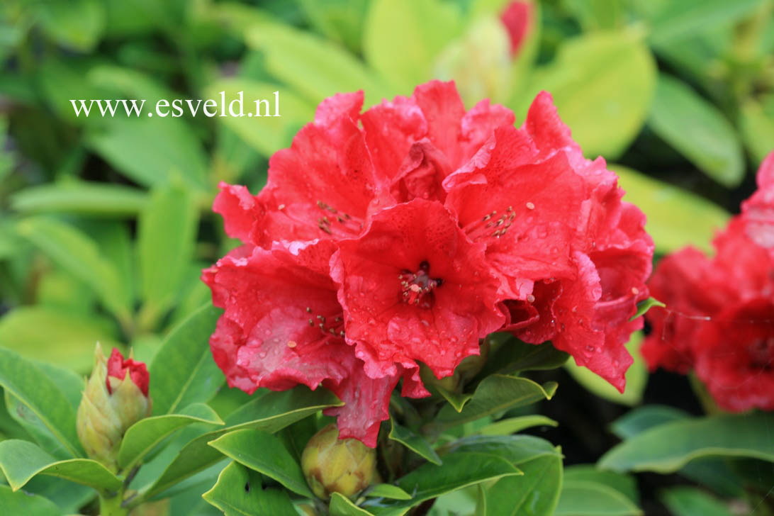 Rhododendron 'Red Jack'