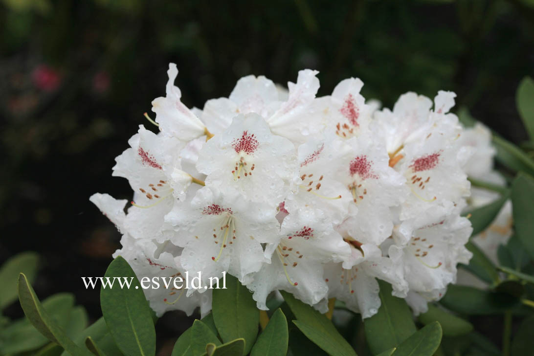 Rhododendron 'Lamentosa'