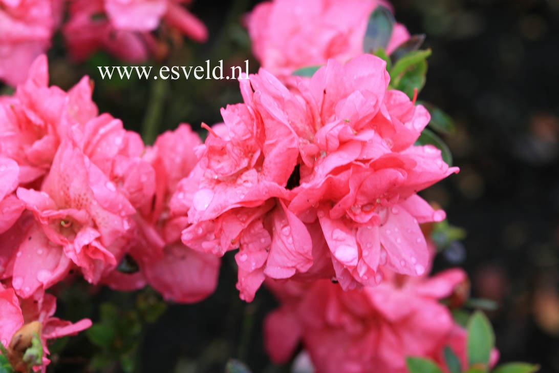 Azalea 'Edna Bee'