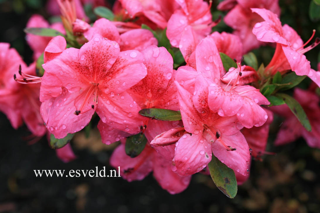 Azalea 'Gaiety'