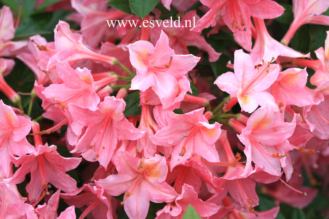 Azalea 'Jolie Madame'