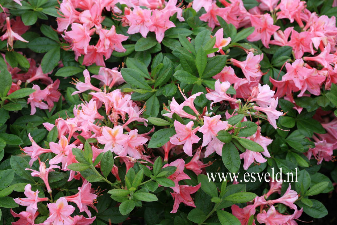 Azalea 'Jolie Madame'