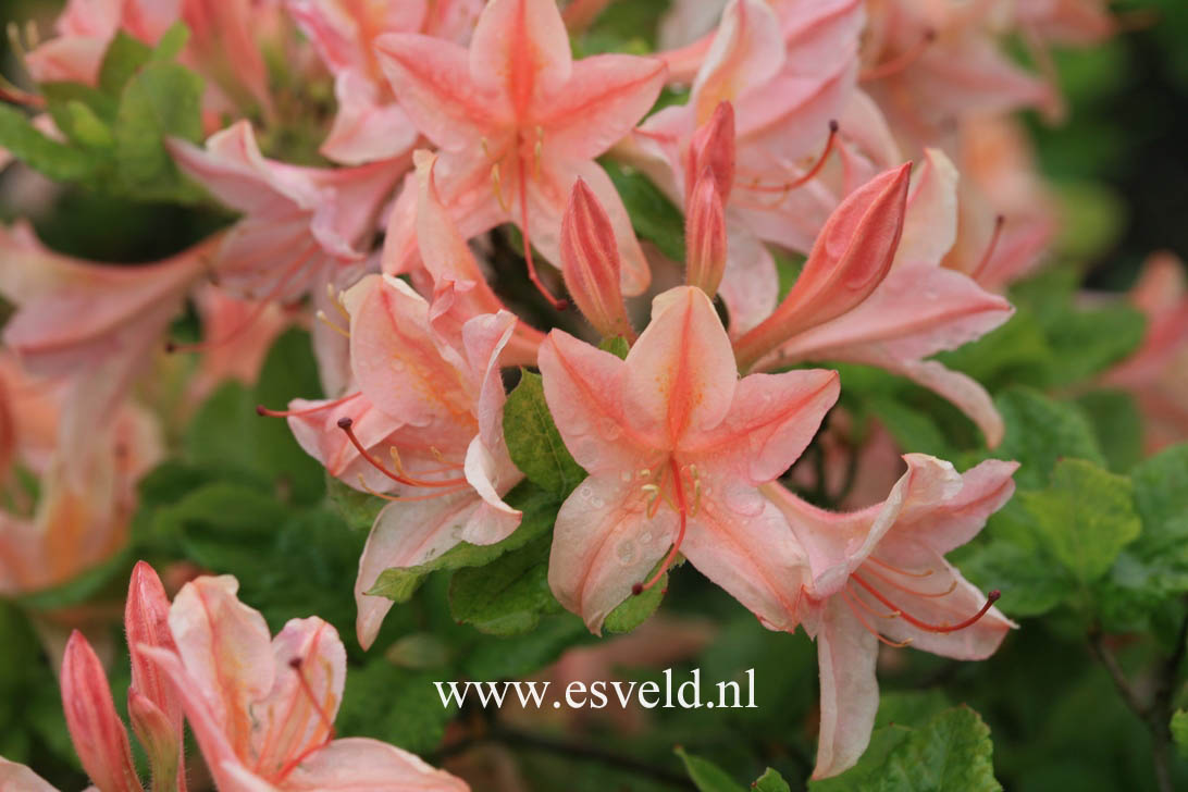 Azalea 'Antilope'