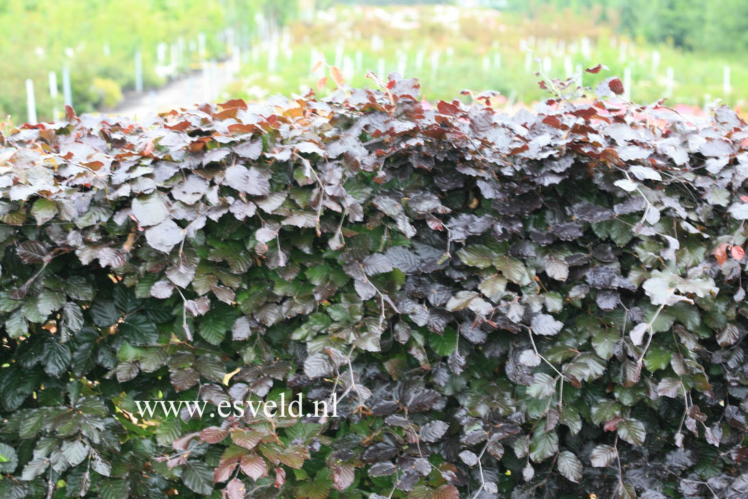 Fagus sylvatica 'Atropunicea'