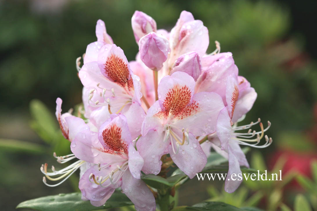 Rhododendron 'Mrs. T.H. Lowinsky'