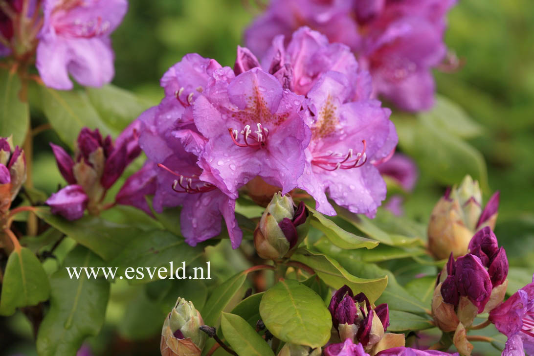 Rhododendron 'Lee's Dark Purple'