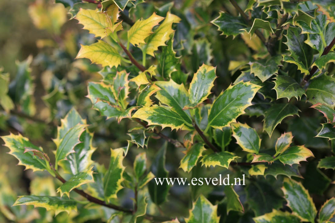 Ilex aquifolium 'Cookii'