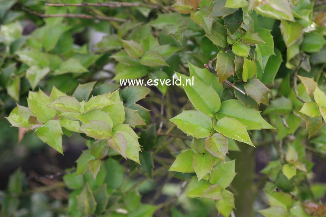 Ilex bioritsensis