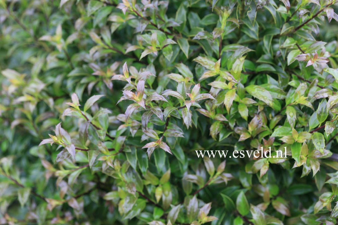 Ilex 'September Gem'