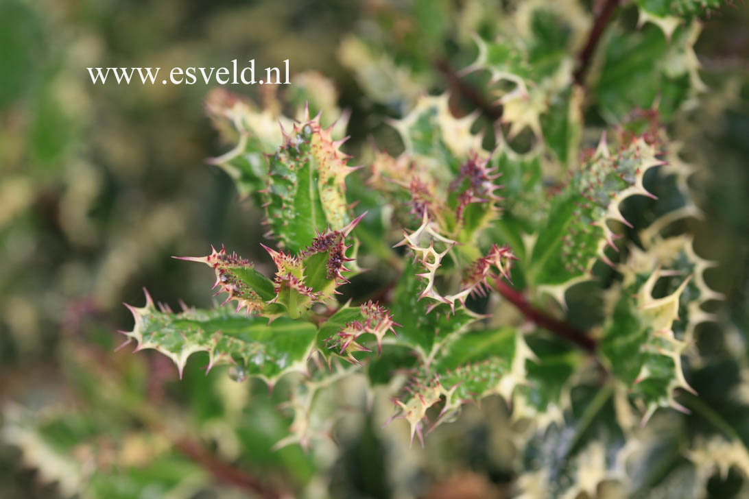 Ilex aquifolium 'Ferox Argentea'