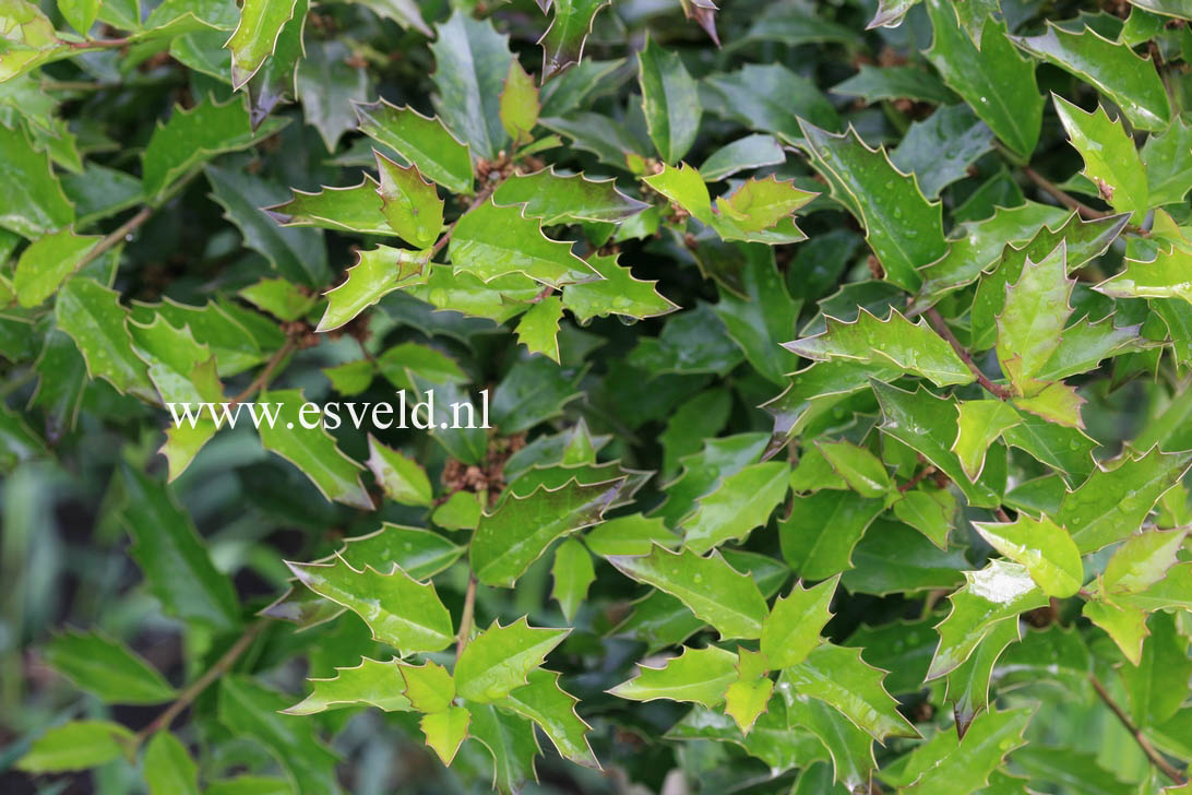 Ilex colchica