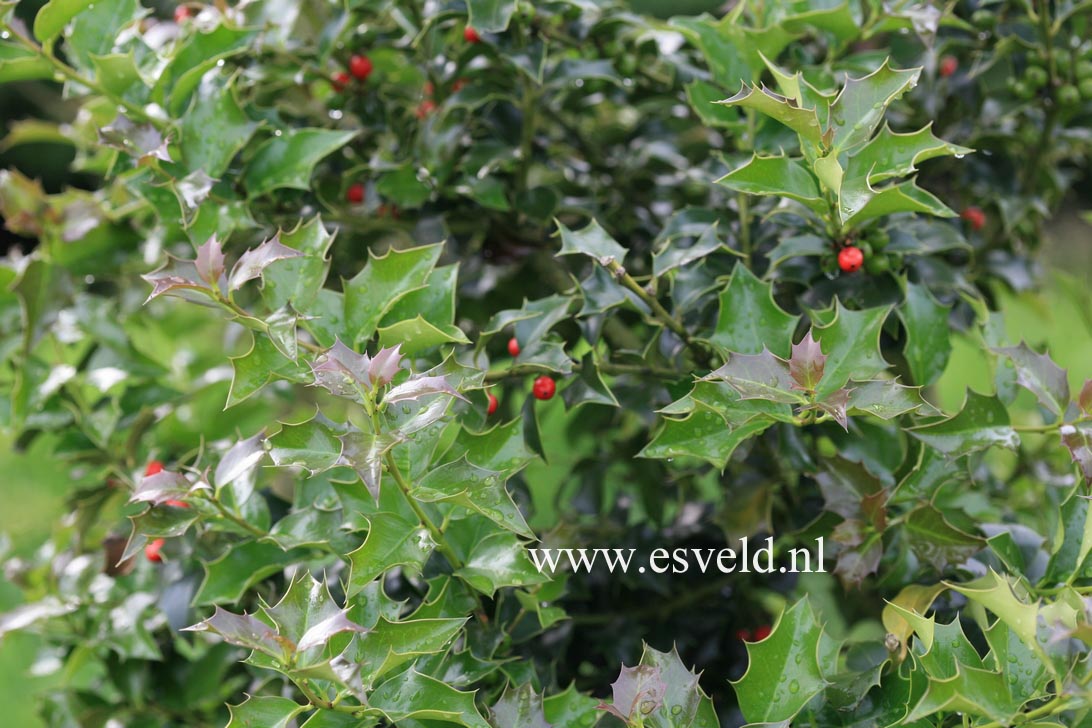 Ilex aquipernyi 'Brilliant'