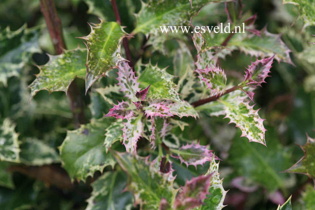 Ilex aquifolium 'Ingramii'