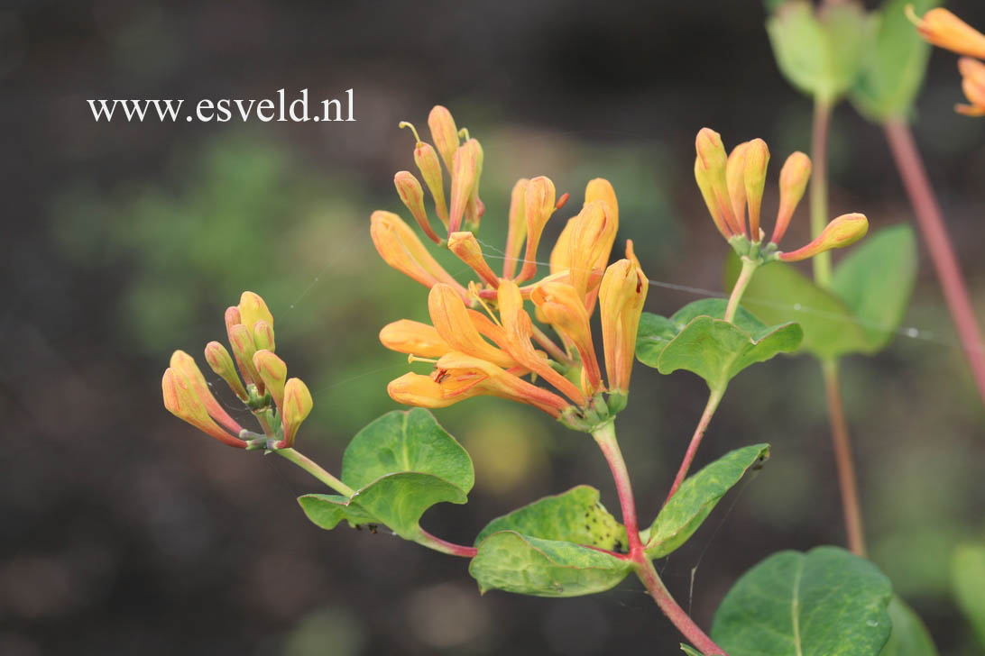 Lonicera brownii 'Toison D'Or'