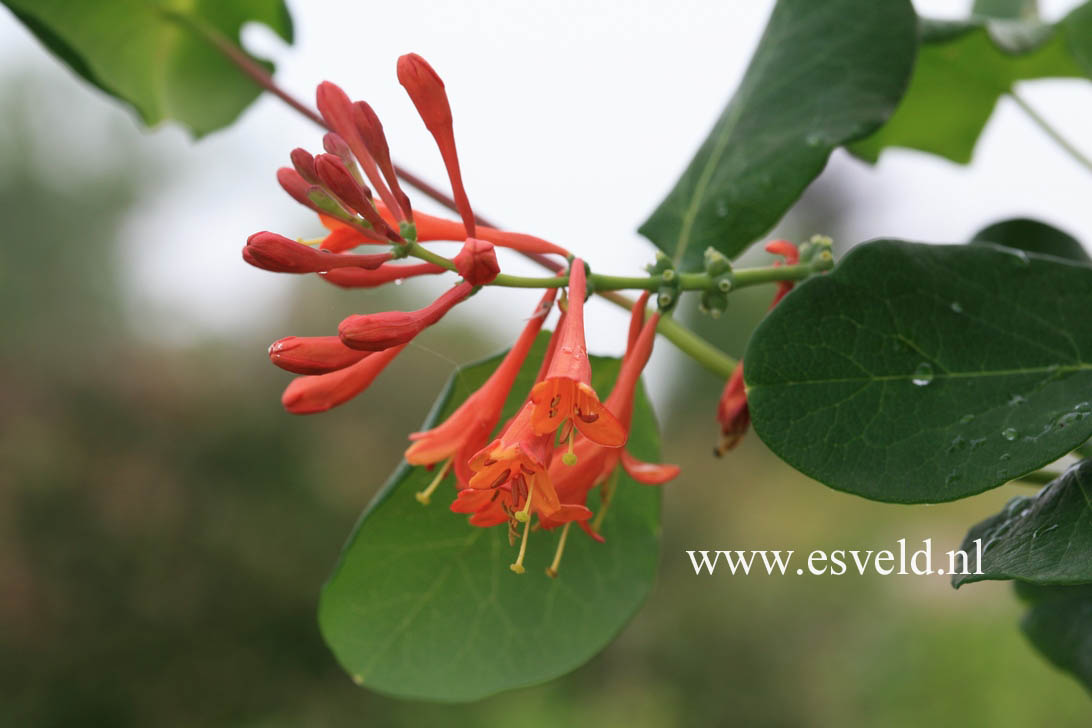 Lonicera brownii 'Dropmore Scarlet'