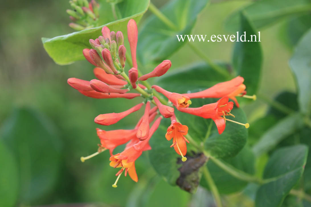 Lonicera brownii 'Dropmore Scarlet'