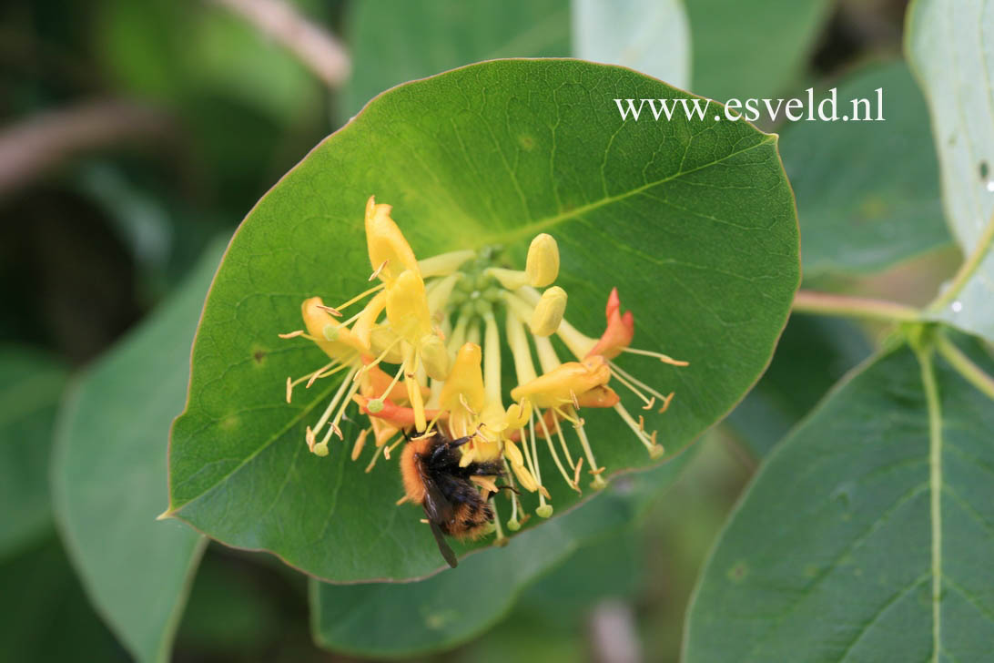 Lonicera hirsuta