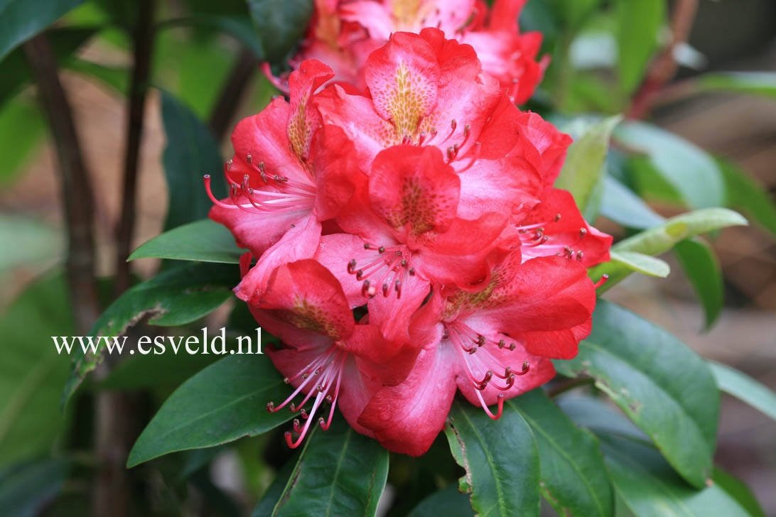 Rhododendron 'Junifeuer'