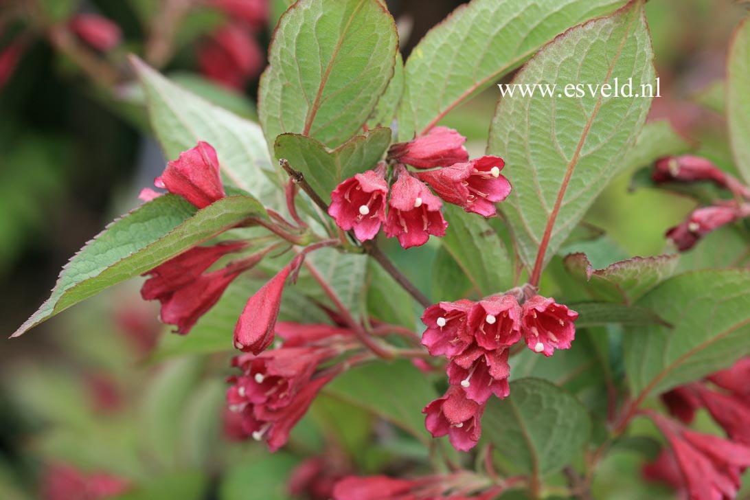 Weigela floribunda